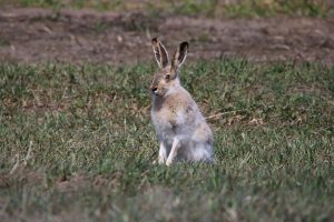 s'occuper d'un lapin