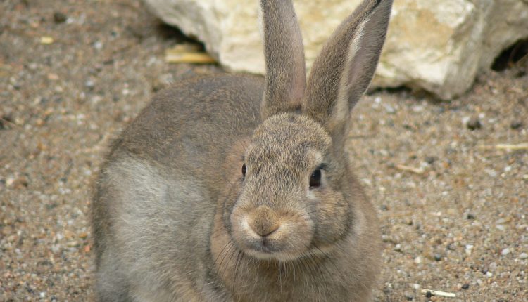 s'occuper d'un lapin