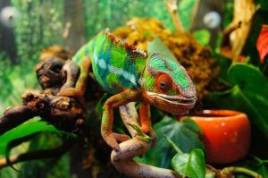 cameleon-reptile 