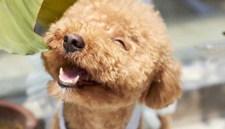 chien-qui-ne-perd-pas-de-poils