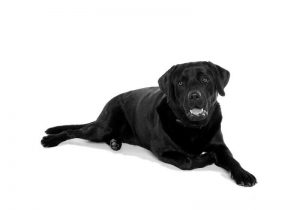 Races de chiens