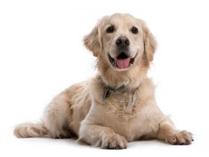 Races de chiens