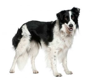 Races de chiens