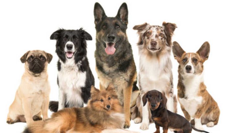 Races de chiens