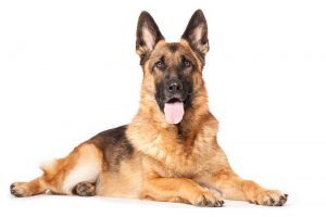 Races de chiens