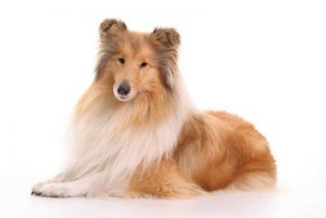 Races de chiens