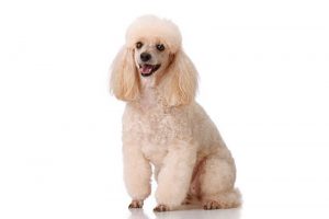 Races de chiens