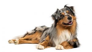 Races de chiens