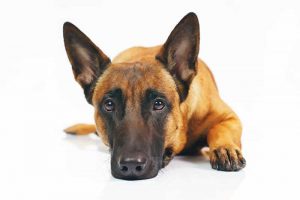 Races de chiens
