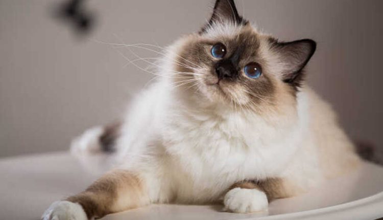races de chats