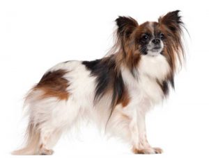 Races de chiens