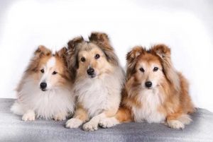 Races de chiens