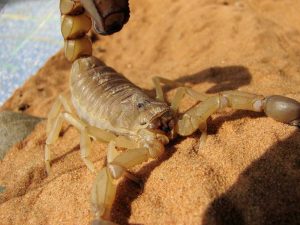 scorpion-redoutable