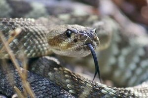 serpent-dangereux