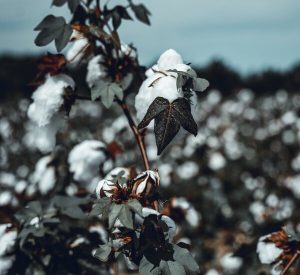 coton